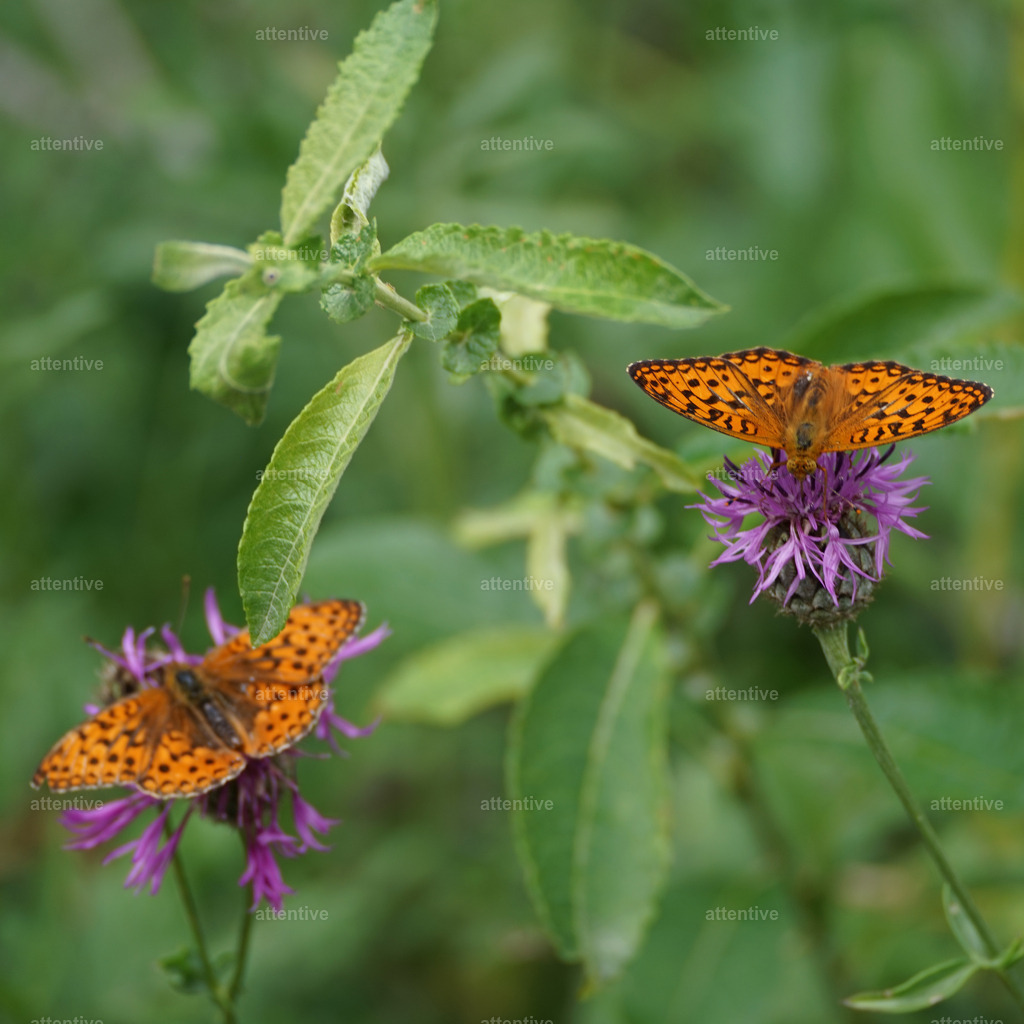Großer Perlmutterfalter | Rheinschlucht, Graubünden, Schweiz - Realisiert mit Pictrs.com