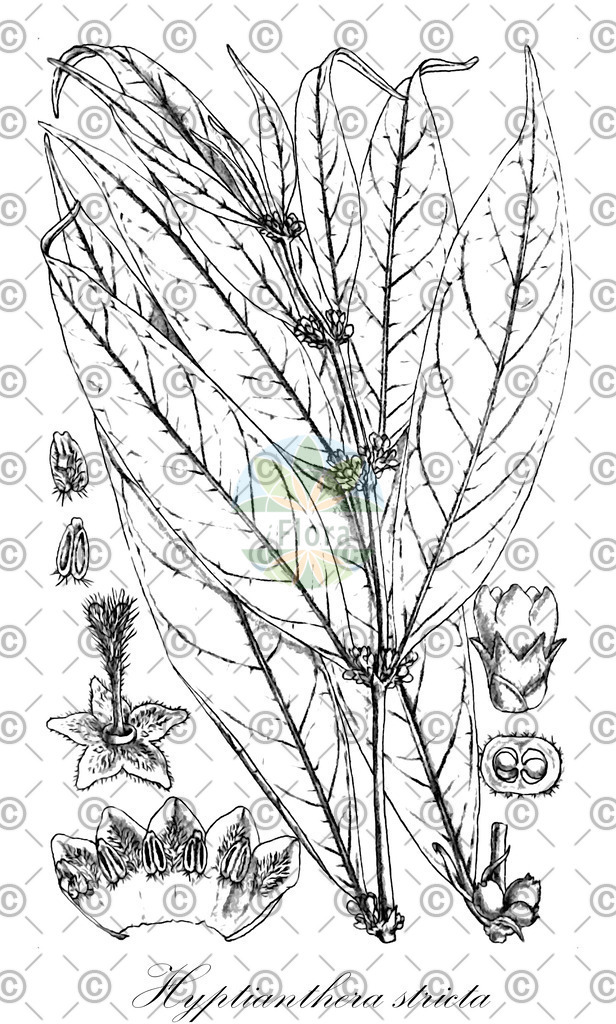 HistAbb_wfo-0000216718_1_ENZY_Simple | Historische Abbildung von Hyptianthera stricta - Rubiaceae | Historical Illustration of Hyptianthera stricta - Rubiaceae