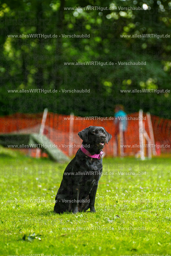 @allesWIRTHgut_Tierfotografie - www.allesWIRTHgut.de - 101513-7R508218 | Professionelle Tierfotografie in Mönchengladbach von Daniel Wirth (allesWIRTHgut). Liebevolle & natürliche Bilder von Hunden & Katzen für unvergessliche Erinnerungen.