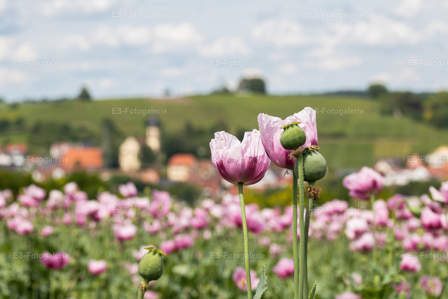 Mohnblumen