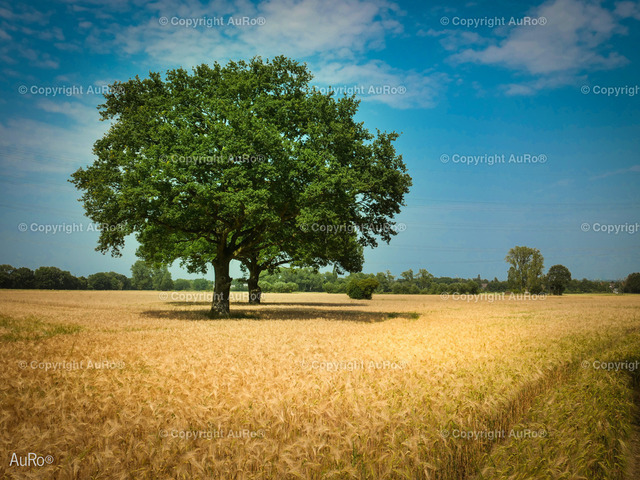 Baum auf Getreidefeld 1 | AuRo® Services - Realisiert mit Pictrs.com