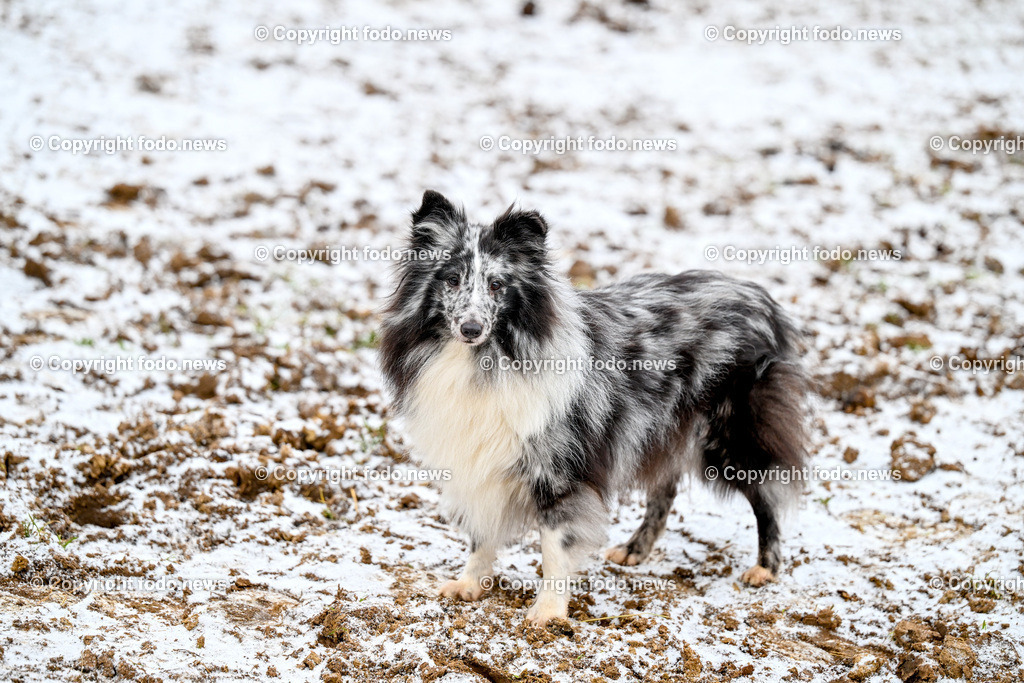 Slowakei_ Durcina_ Ranch Simba_ 25.12.2025-25 | 25.12.2025, Rajec, SVK, Themenbild, Hund, im Bild Hund, Sheltie, Shetland Sheepdog, Winter, Schnee, Outdoor, Natur, Tierfotografie, Haustier, Fellzeichnung, grau-weiß, aufmerksam, stehen, Kaelte, laendlich, Portraet, vierbeiniges Haustier
