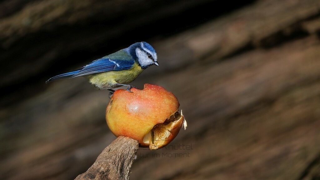 P1003487-Bearbeitet-2024-LR | Natur im Moment - Realisiert mit Pictrs.com