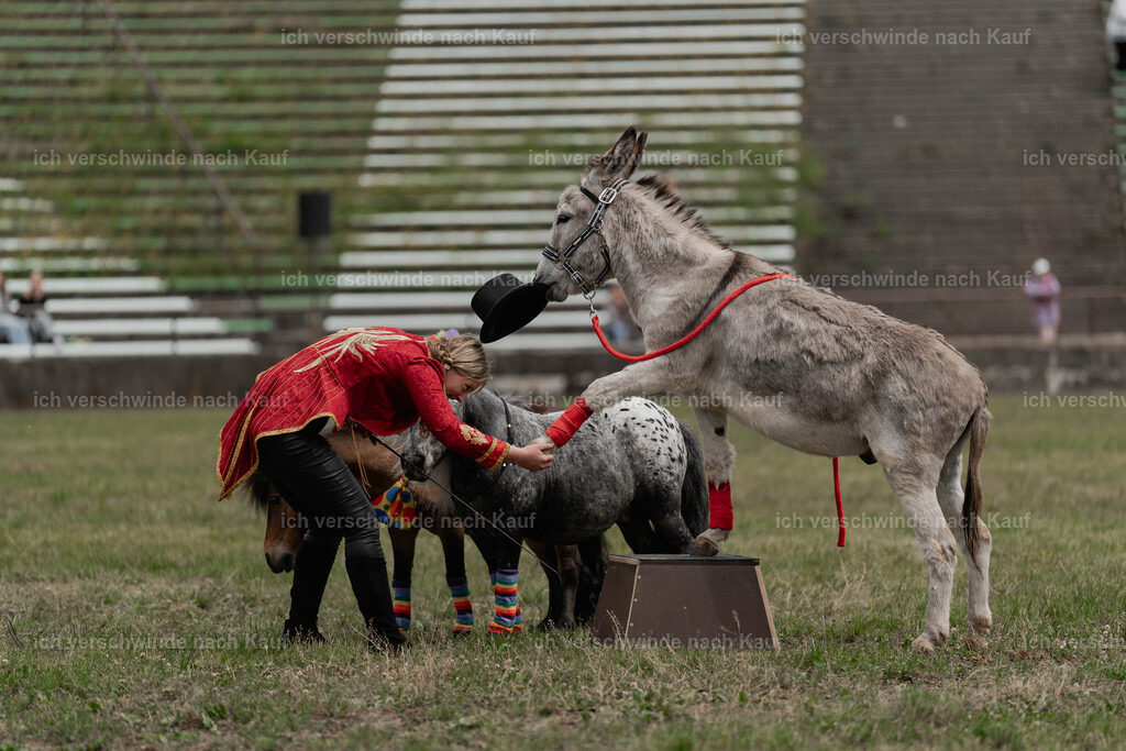 Showprogramm-265 | working equitationturnier fotograf videograf stoibphotography marixx film working equitation deutschland reitsport turnierfotografie eventfotografie equestrian events