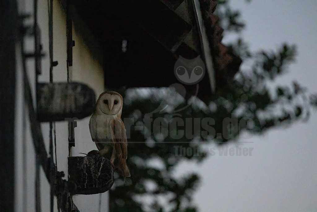 R6NF2284_20240625 | Die Schleiereule ist eine helle, langbeinige Eule ohne Federohren. Charakteristisch für die Schleiereule ist der herzförmige Gesichtsschleier und die relativ kleinen schwarzen Augen. Ihre Unterseite ist weiß bis gelbbraun mit Tropfenflecken, der Schnabel weißrosa, gelblich bis grauweiß. - Realisiert mit Pictrs.com