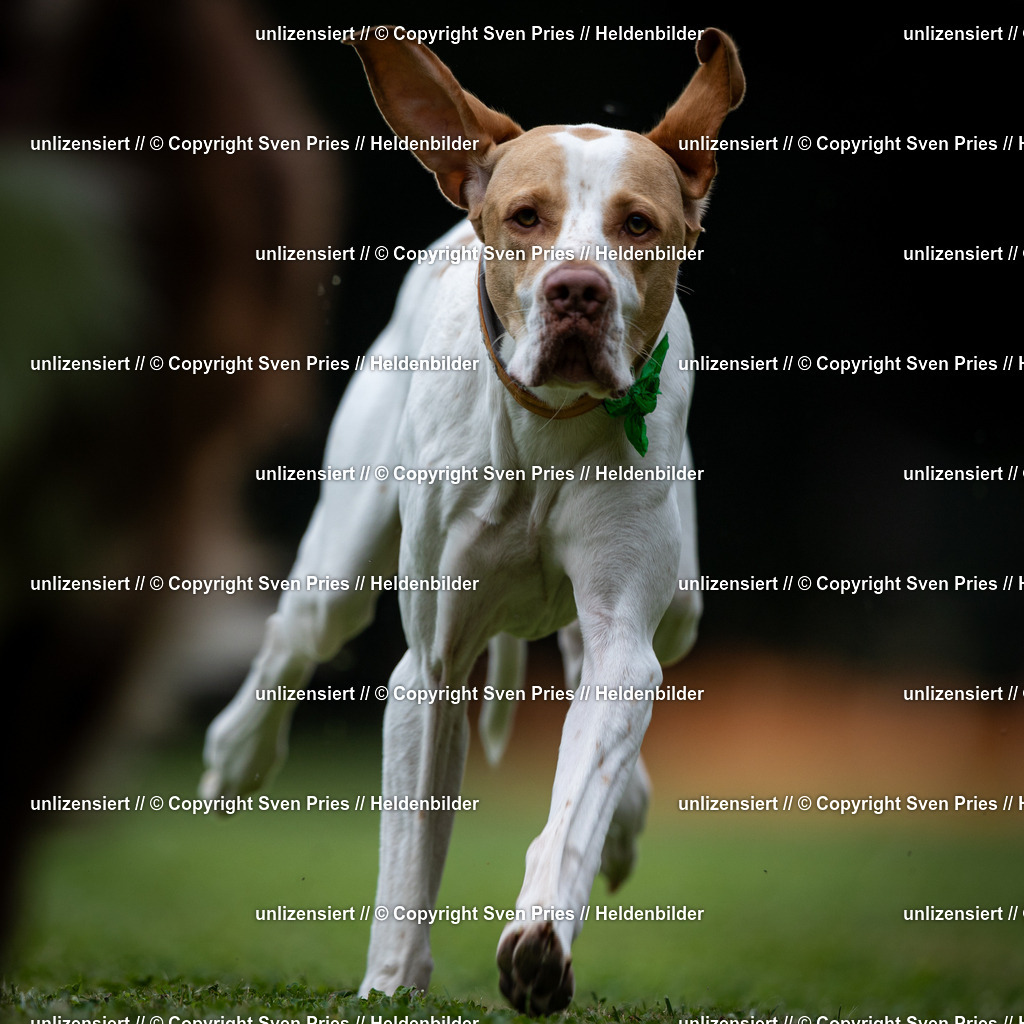 Sven Pries | 19. Allgemeines Hunderennen Karlsruhe Durlach - Realisiert mit Pictrs.com