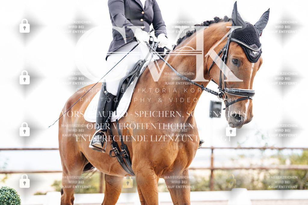 CK900880 | Turnierfotografie Pferdefotografie Trier Rheinland-Pfalz Pferdesport Reitsport Tierfotografie Sportfotografie Pferdevideo Pferdevideografie Equestrianvideography equestrianphotography  - Realisiert mit Pictrs.com