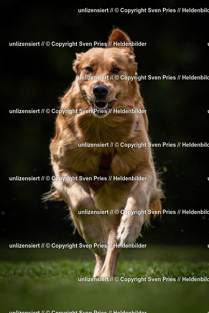 Sven Pries | 19. Allgemeines Hunderennen Karlsruhe Durlach - Realisiert mit Pictrs.com