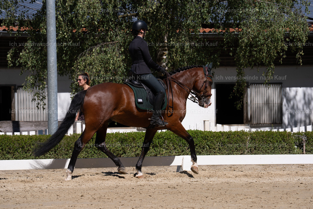 __105_sinafilmart_IN07853 | working equitationturnier fotograf videograf stoibphotography marixx film working equitation deutschland reitsport turnierfotografie eventfotografie equestrian events