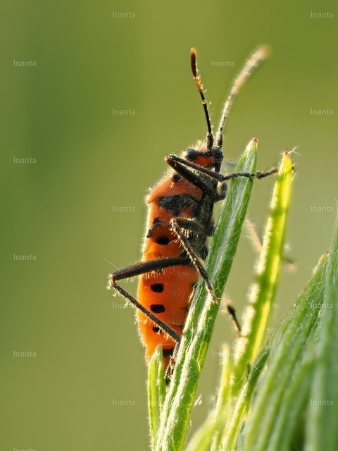 Zimtwanze (Corizus hyoscyami) | Die Zimtwanze (Pyrrhocoris apterus), auch Feuerwanze genannt, ist eine 9–12 mm große, auffällig rot-schwarz gezeichnete Landwanze. Sie gehört zur Familie der Feuerwanzen und wird häufig in Gruppen an Malvengewächsen oder auf dem Boden beobachtet.The Firebug (Pyrrhocoris apterus), also known as Cinnamon Bug, is a 9–12 mm striking red-and-black true bug. It belongs to the firebug family and is often seen in groups on mallow plants or on the ground. - Realisiert mit Pictrs.com