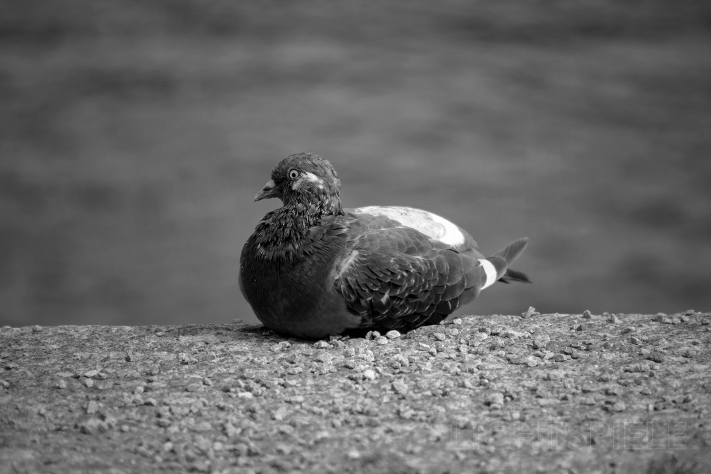 Taube | Taube sitzend - Realisiert mit Pictrs.com