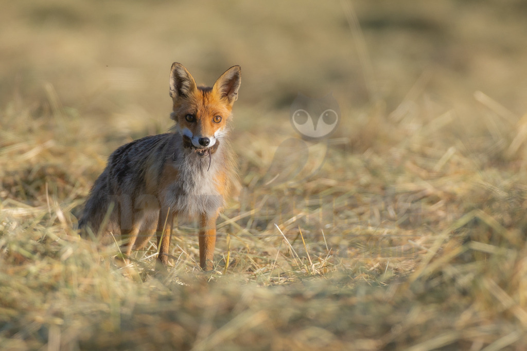 _5NF6247_20250620-2 | Ein Rotfuchs (Vulpes vulpes) steht in einem Feld aus trockenem, goldenem Gras und blickt direkt in die Kamera. Er hat ein kleines, dunkles Beutetier im Maul, was auf eine Jagdinteraktion hindeutet. Sein Fell ist überwiegend orange-braun mit grauen und weißen Partien an Brust und Bauch. Die Ohren sind aufmerksam aufgerichtet. Das Licht fällt von hinten auf das Tier und lässt das Gras im Hintergrund verschwommen erscheinen. - Realisiert mit Pictrs.com
