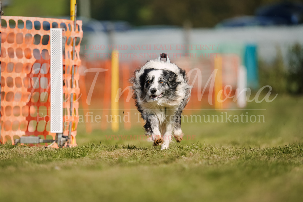 20250928_Hunderennen-447 | MuT (Mensch und Tier) mit Mona - Fotografie und Tierkommunikation - Realisiert mit Pictrs.com