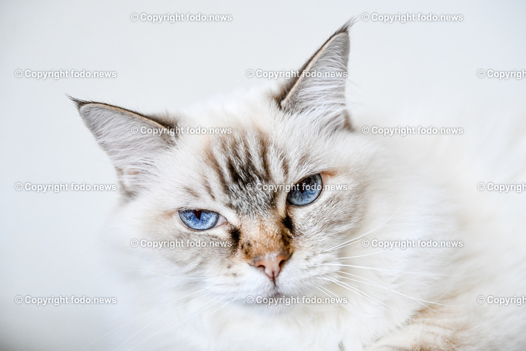 Katze_ Ragdoll_ Emillie_ 13.09.2024-8 | 13.09.2024, Linz, AUT, Haustier, Katzen, im Bild Haustier, Katze, Katzen, Kater, Stubentiger, Rasse, Ragdoll, Zucht, Emillie