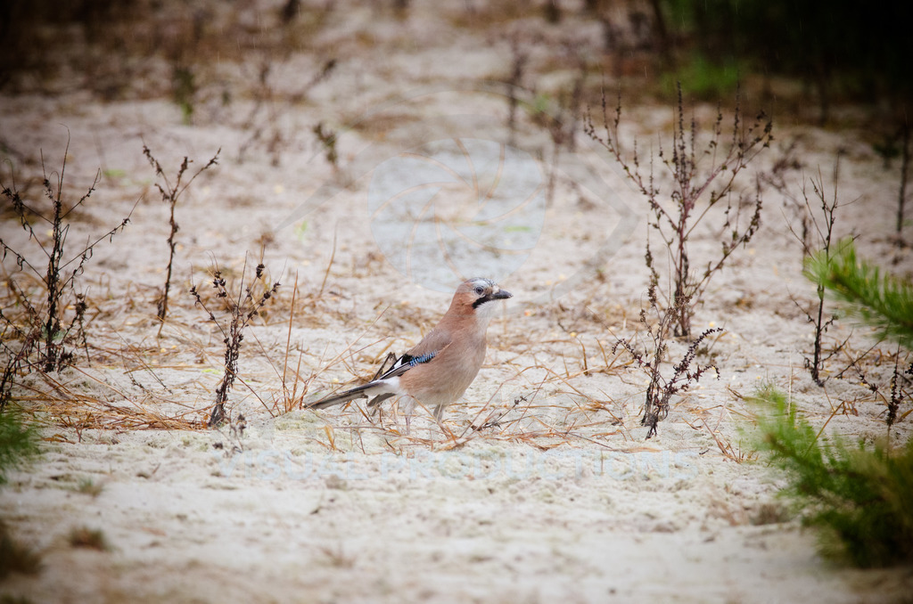 _DSC7932 | in-picture - Realisiert mit Pictrs.com