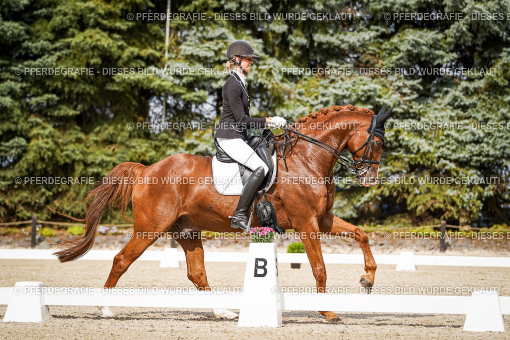 DSC06723 | Pferdegrafie