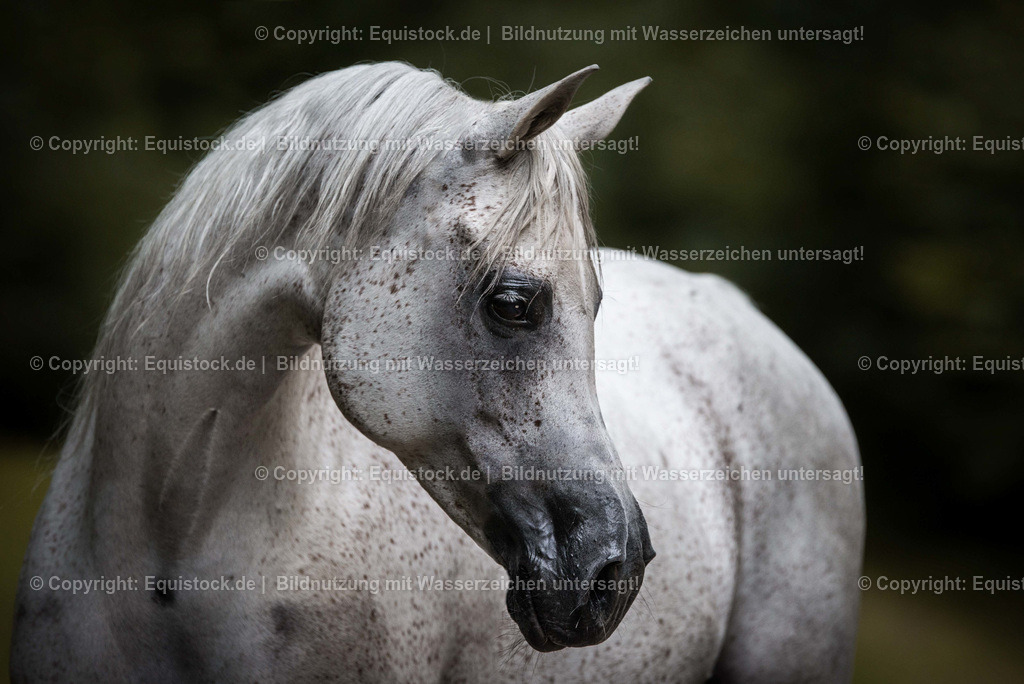 TS_20170716_Portrait_Schimmel_Araber_0003 | Foto: Thomas Hartig