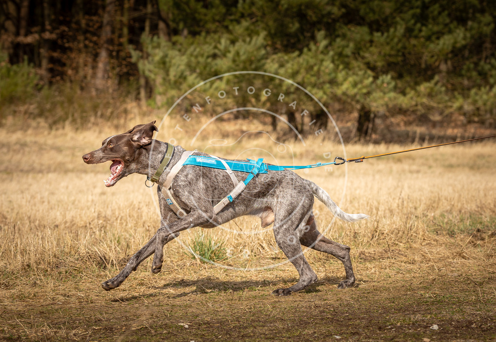 DV3A4916 | Hundefotografie, Tierfotograf, Pfotenfotografie, Fotoshooting Hund, Hunde Portrait, Hundesport, Hundeportraits, Heideshooting, Hunde, Sportfotograf, Hundefotograf, Turnierhundsport, THS,  - Realisiert mit Pictrs.com