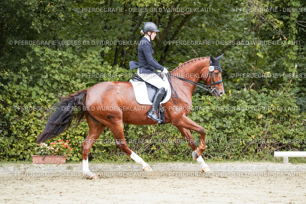 DSC04570 | Pferdegrafie