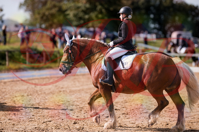 2026_10_03_Siefer-Hof_130215_Z81_55757716 | Professionelle Reitsport-, Turnier- und Eventfotografie von Robert Broda. Galerien mit ausgewählten und bearbeiteten Bildern direkt online ansehen und bestellen.