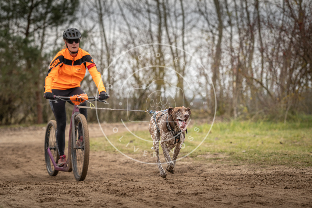 Pfotenfotografie_DV3A9874 | Hundefotografie, Tierfotograf, Pfotenfotografie, Fotoshooting Hund, Hunde Portrait, Hundesport, Hundeportraits, Heideshooting, Hunde, Sportfotograf, Hundefotograf, Turnierhundsport, THS,  - Realisiert mit Pictrs.com