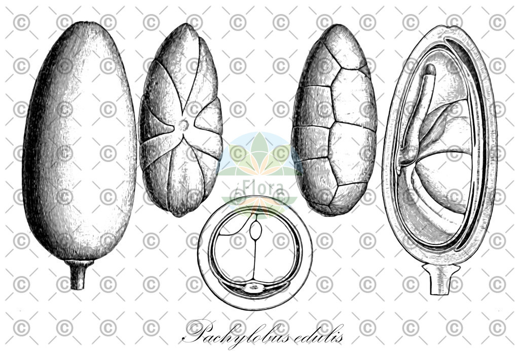 HistAbb_wfo-0001082653_1_ENZY_Simple | Historische Abbildung von Pachylobus edulis - Burseraceae | Historical Illustration of Pachylobus edulis - Burseraceae