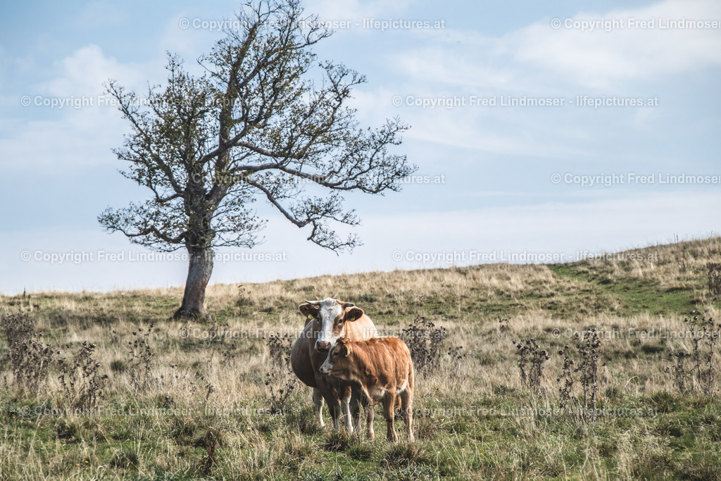 Tirolerkogel Kuchl Alm Annaberg-4950 | Fotos und Fotoprodukte - Realisiert mit Pictrs.com