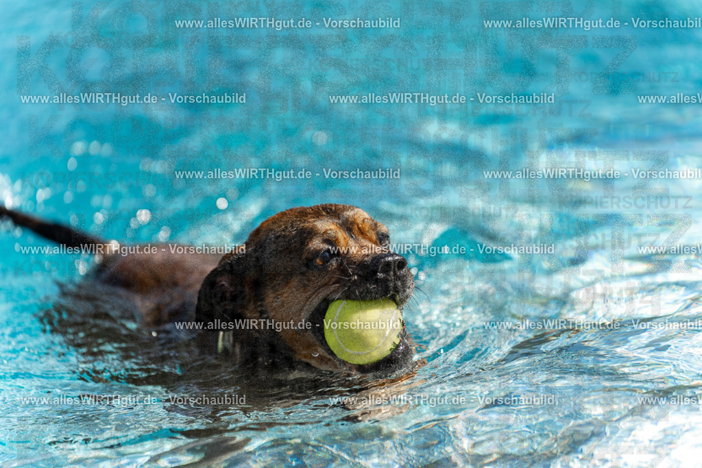 Hundeschwimmen_Volksbad_2026-allesWIRTHgut_Tierfotografie-2609061123-103352-7R509611 | Professionelle Tierfotografie in Mönchengladbach von Daniel Wirth (allesWIRTHgut). Liebevolle & natürliche Bilder von Hunden & Katzen für unvergessliche Erinnerungen.