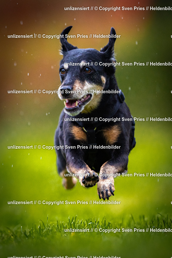 Sven Pries | 2025-09-21 - Hunderennen Baden-Oos - Realisiert mit Pictrs.com