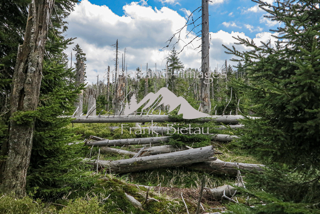 IMG_2072 | Stürme und Borkenkäfer haben dem Wald im Bayerischen und Böhmischen Wald stark zugesetzt. Die Schäden sind gewaltig und unübersehbar. Mehr und mehr breitet sich Jungwuchs und damit neuer Wald in den Höhenlagen aus