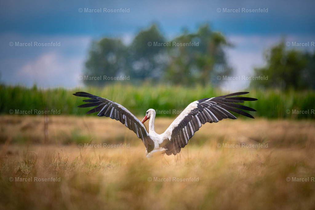 _DSC9266 | foto-rosenfeld