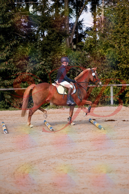 2026_10_03_Siefer-Hof_144625_Z81_22424319 | Professionelle Reitsport-, Turnier- und Eventfotografie von Robert Broda. Galerien mit ausgewählten und bearbeiteten Bildern direkt online ansehen und bestellen.