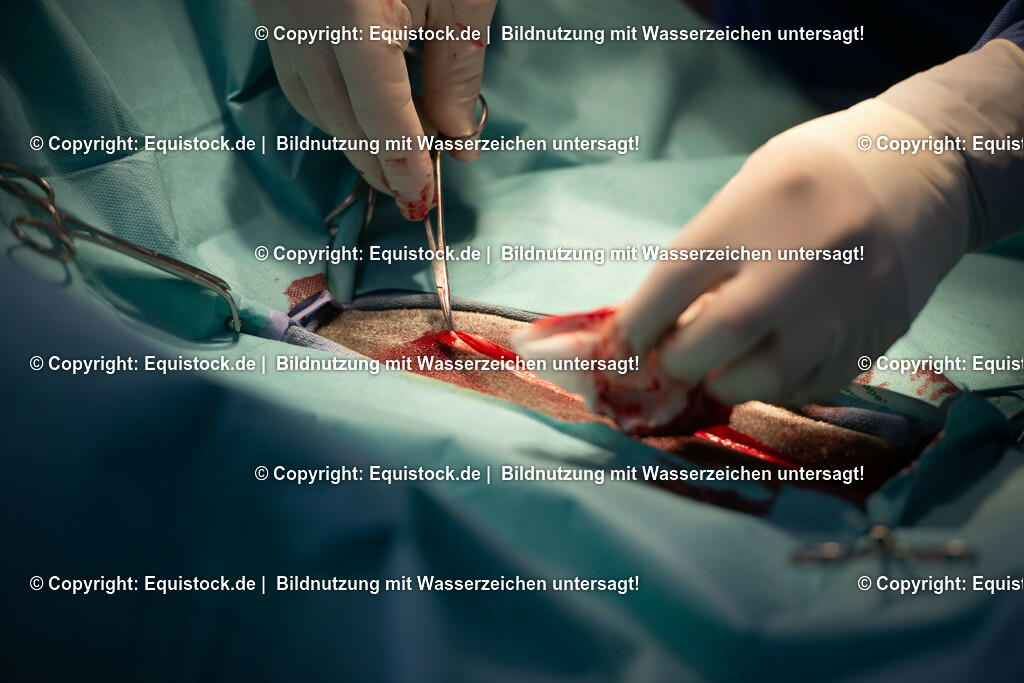 20191022_Kolik_OP_0025 | equistock