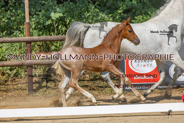 Ganderkesee-324 | mandyhollmannphotographie
