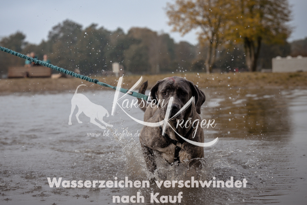 1119_ZZ93955 | kk-dogfotos