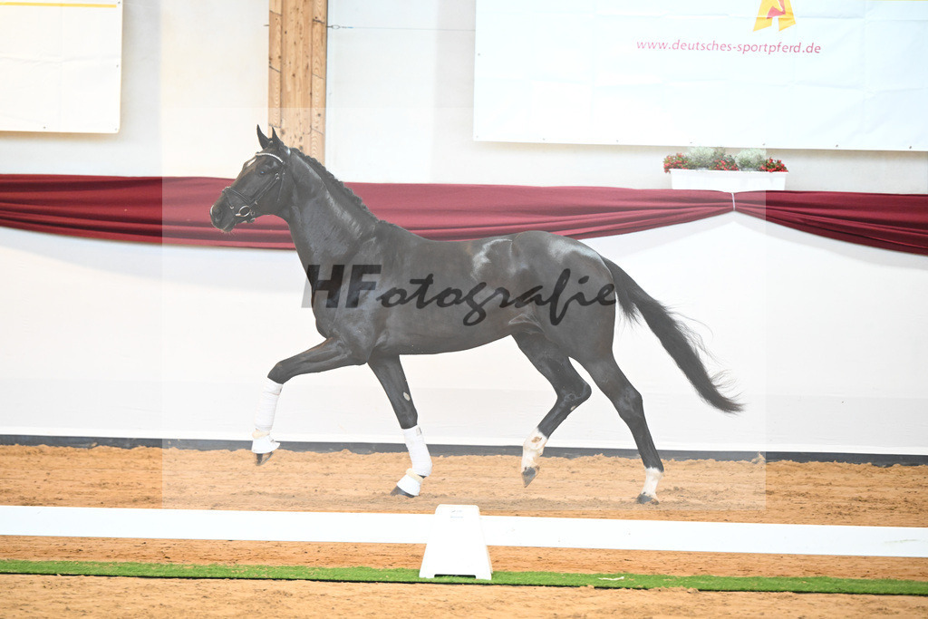 Kat-Nr. 22 v. Don Juan de Hus_Mueller_66220694 | hf-fotografie - Realisiert mit Pictrs.com