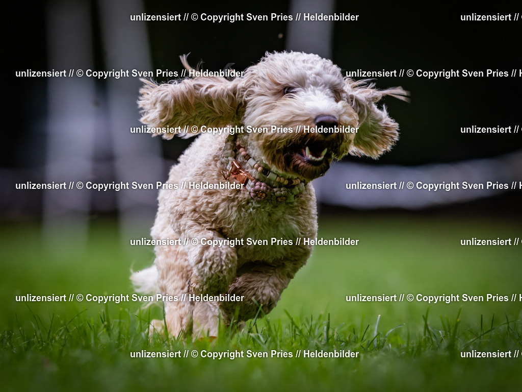 Sven Pries | 2024-10-19 - Hunderennen Ober-Grombach - Realisiert mit Pictrs.com