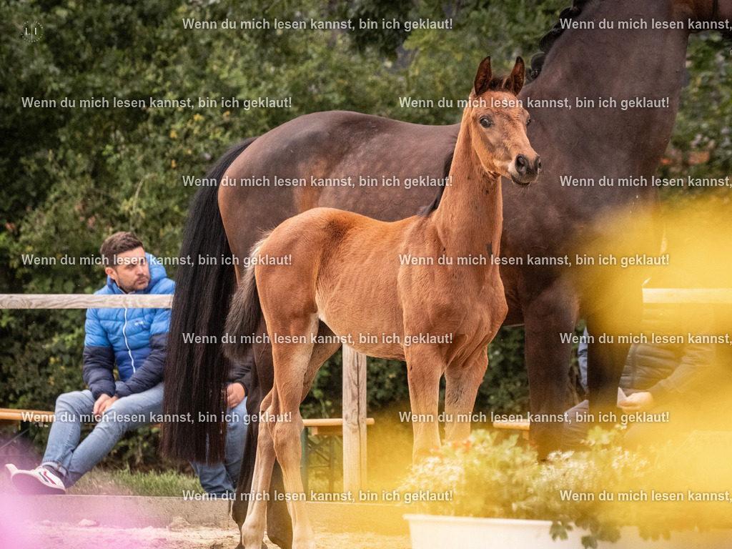 A10I6516 | photographylinaismer - Realisiert mit Pictrs.com
