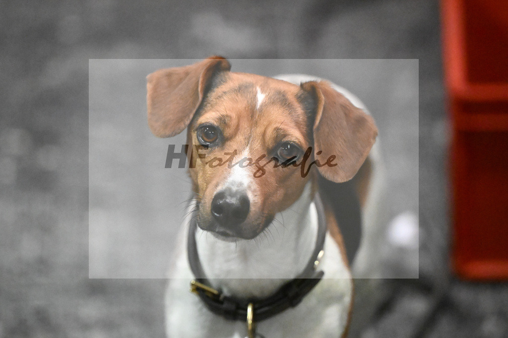 Impressionen Hengstpraesentation_14261168 | hf-fotografie - Realisiert mit Pictrs.com