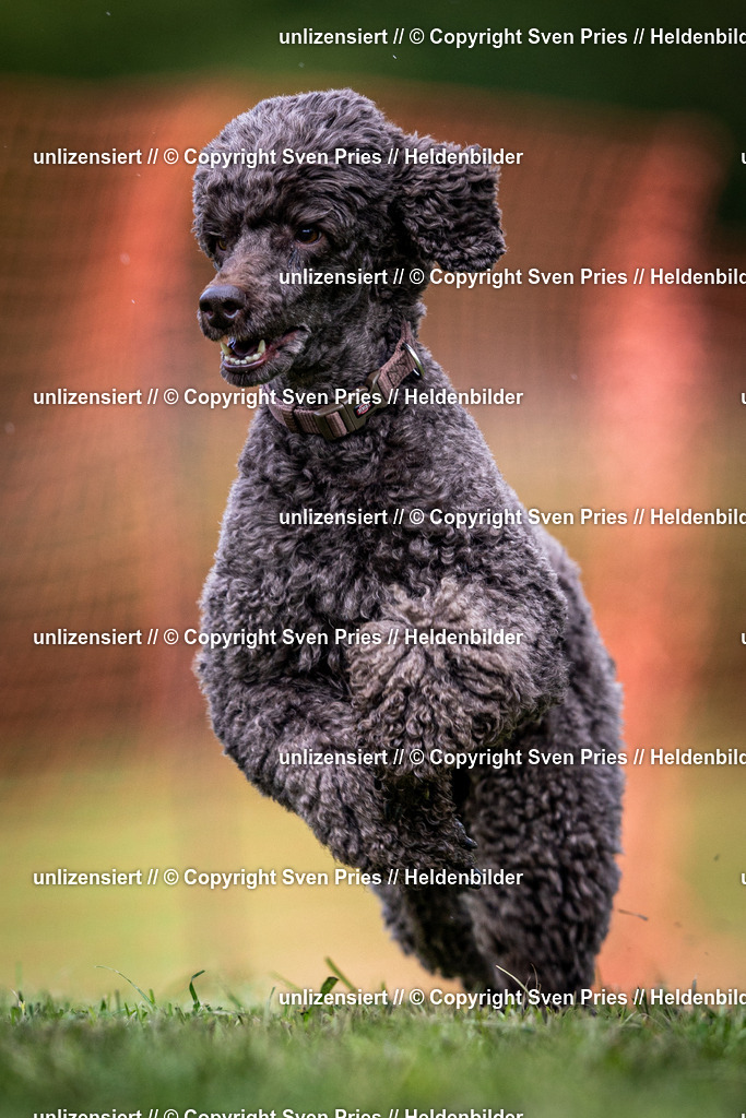 Sven Pries | 2024-04-21 - Hunderennen Baden-Oos
Foto: Sven Pries - Realisiert mit Pictrs.com