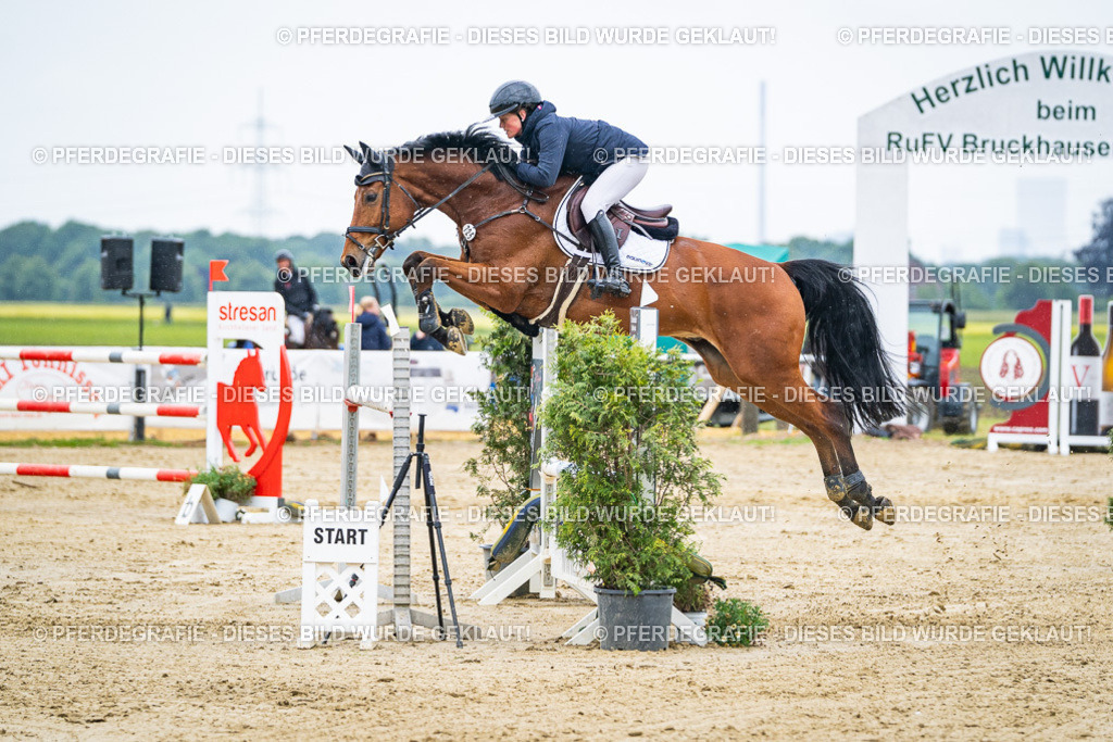 DSC09310 | Pferdegrafie