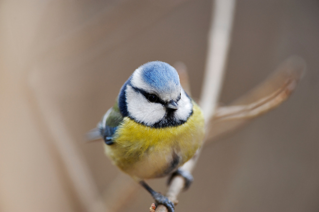 Blaumeise sitzt auf Ast | Wien, Austria - March 17, 2011: Blaumeise sitzt auf Ast. - Realisiert mit Pictrs.com