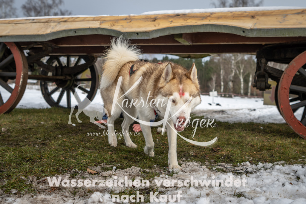 0934_ZZ90871 | kk-dogfotos