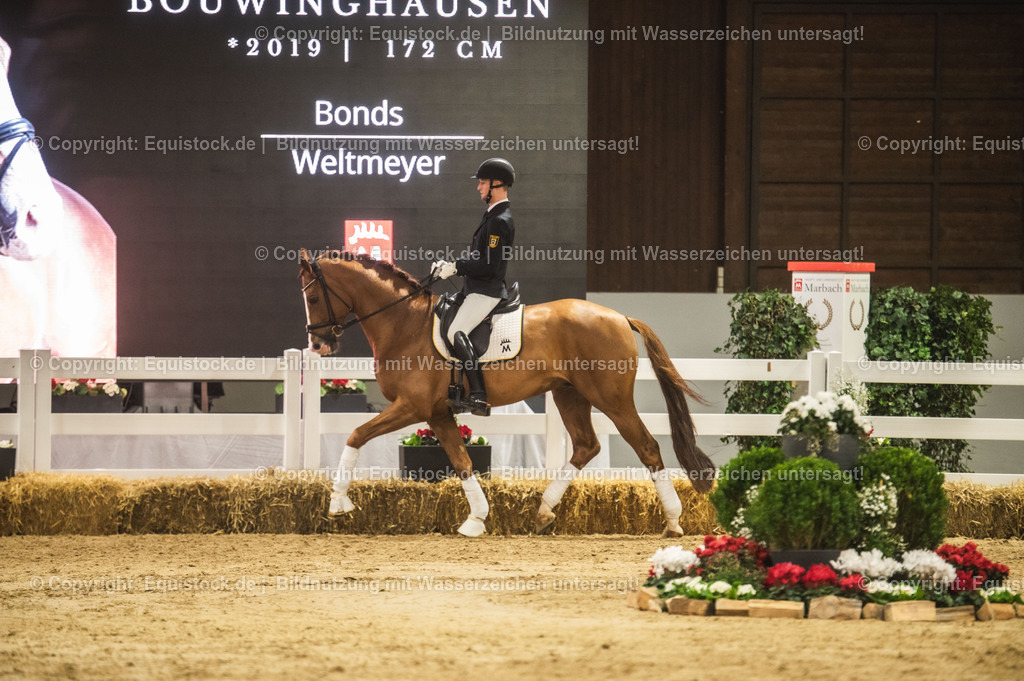 20240302_Hengstvorstellung_Marbach_TOMsPiC_0571 | equistock