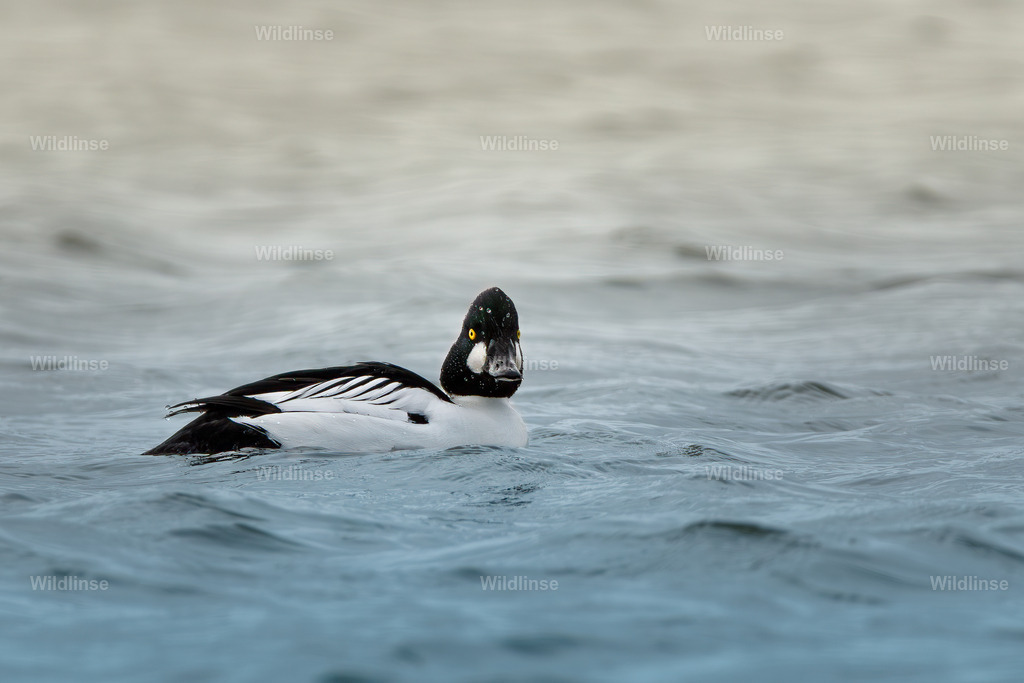Wildlinse-240217-1 | Willkommen bei Wildlinse. Wildtierfotografien aus Schleswig-Holstein: Entdecke einzigartige Fine-Art-Prints und Poster, die Ruhe, Wildnis und die Schönheit unserer heimischen Tierwelt in dein Zuhause bringen. - Realisiert mit Pictrs.com