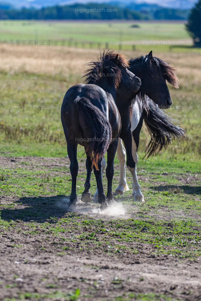 Islandhengste | Ingo Gerlach