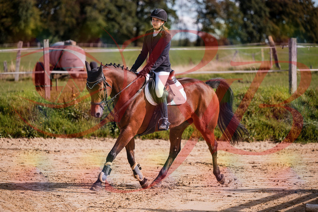 2026_10_03_Siefer-Hof_143552_Z81_05032580 | Professionelle Reitsport-, Turnier- und Eventfotografie von Robert Broda. Galerien mit ausgewählten und bearbeiteten Bildern direkt online ansehen und bestellen.