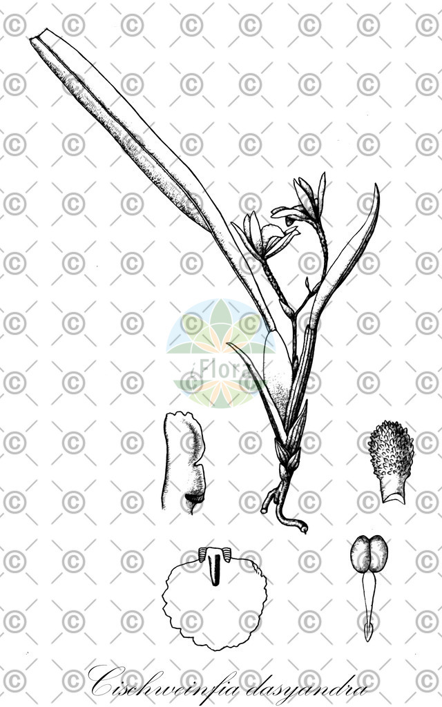 HistAbb_wfo-0000605874_1_ENZY_Simple | Historische Abbildung von Cischweinfia dasyandra - Orchidaceae | Historical Illustration of Cischweinfia dasyandra - Orchidaceae