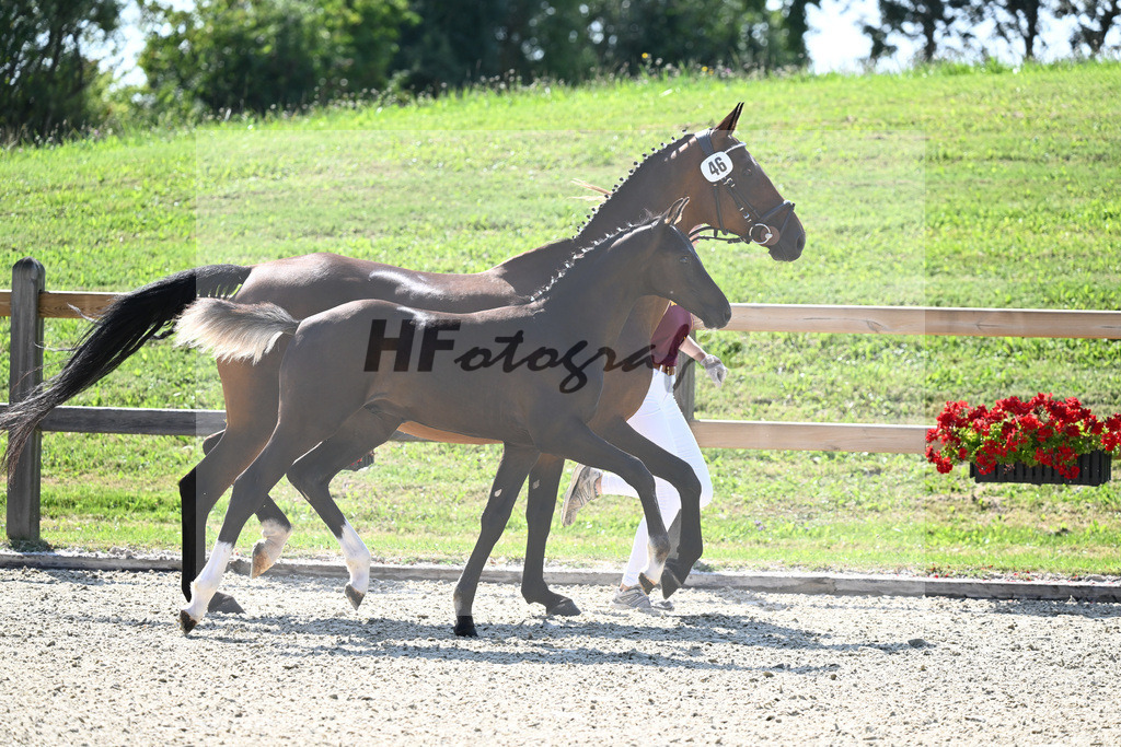 Kat-Nr. 46 HF Chubakko x Sir Shutterfly_Huber_28230891 | hf-fotografie - Realisiert mit Pictrs.com
