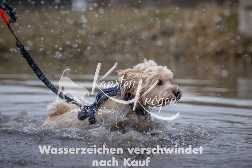 1155_ZZ97313 | kk-dogfotos